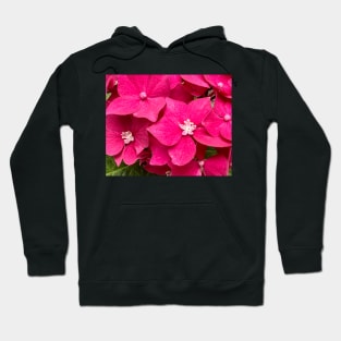 Perfection of the Pink Hydrangea Hoodie